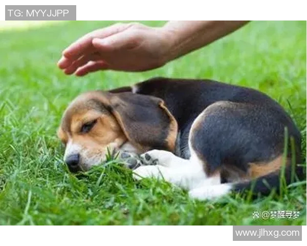 足球明星与爱犬的生活揭秘:他们如何选择和照顾自己的狗狗